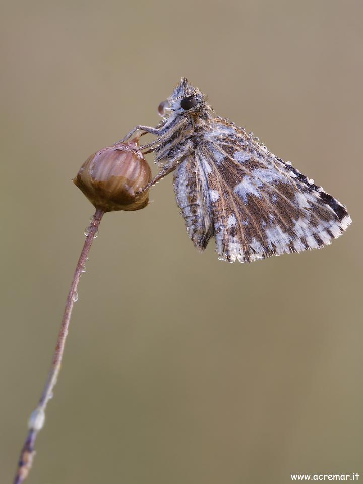 Pyrgus sp.